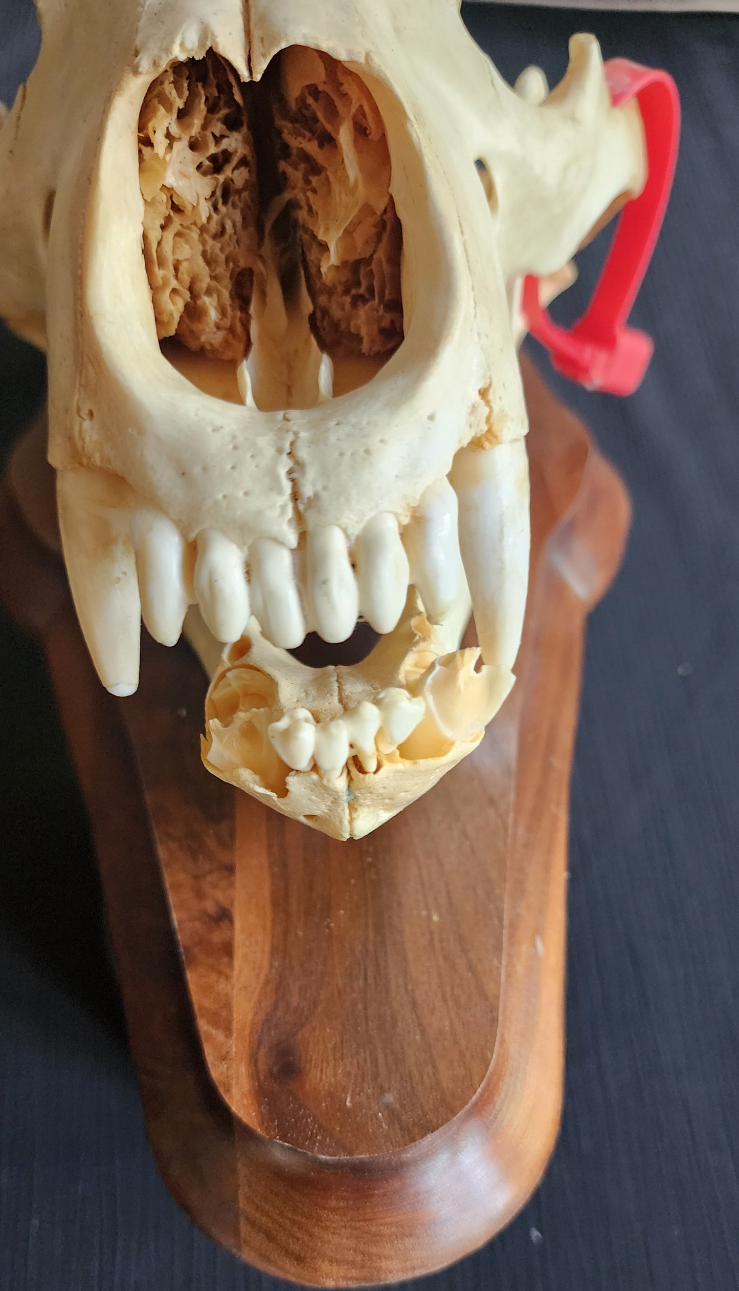 Authentic Alaska Brown/Grizzly Bear Skull with Original ADF&G Sealing Tag