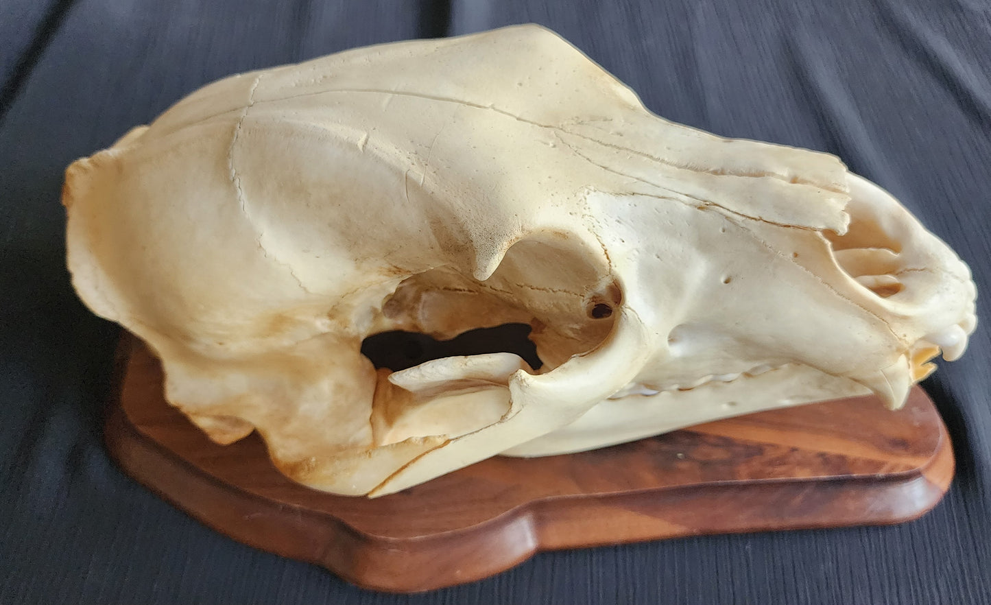 Authentic Alaska Brown/Grizzly Bear Skull with Original ADF&G Sealing Tag