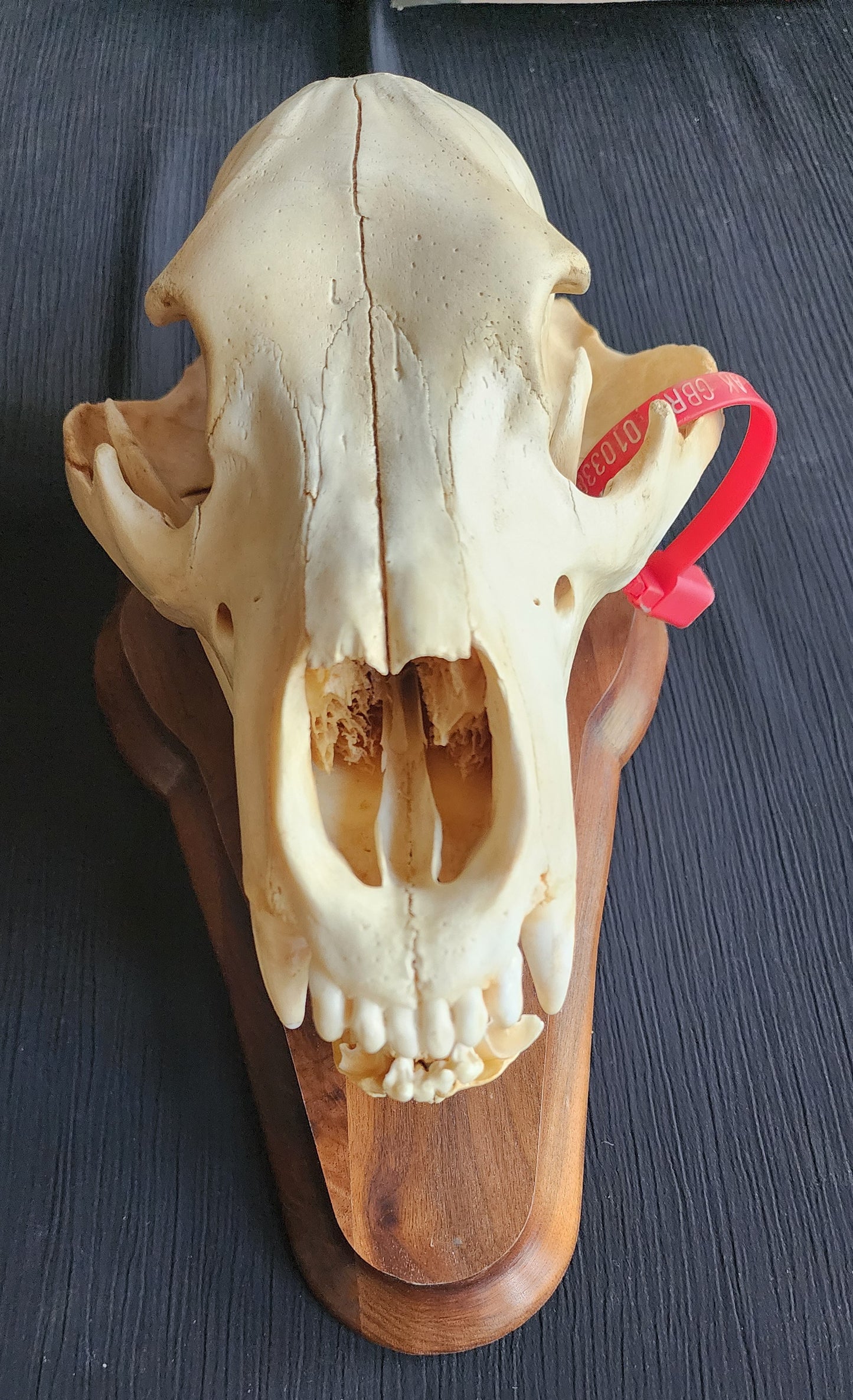 Authentic Alaska Brown/Grizzly Bear Skull with Original ADF&G Sealing Tag