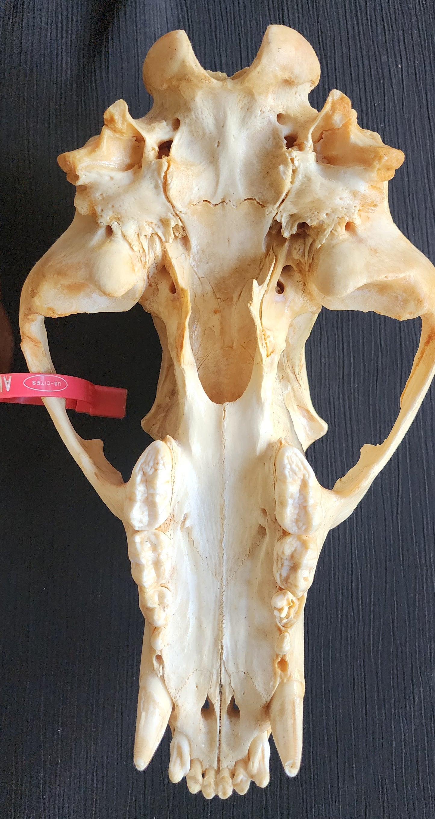 Authentic Alaska Brown/Grizzly Bear Skull with Original ADF&G Sealing Tag