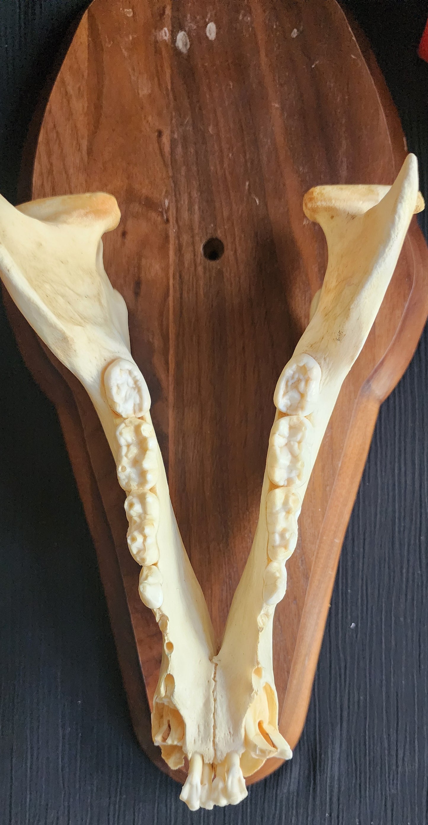 Authentic Alaska Brown/Grizzly Bear Skull with Original ADF&G Sealing Tag