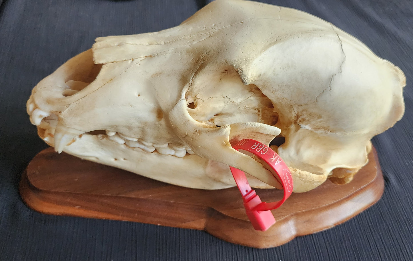 Authentic Alaska Brown/Grizzly Bear Skull with Original ADF&G Sealing Tag